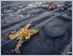 [thumbnail of 20200700_fix_can_the_world_get_along_without_natural_resources_wpcasp_front.jpg]