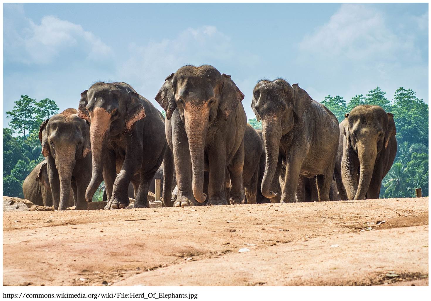 A herd of elephants walking on a dirt road
Description automatically generated with medium confidence
